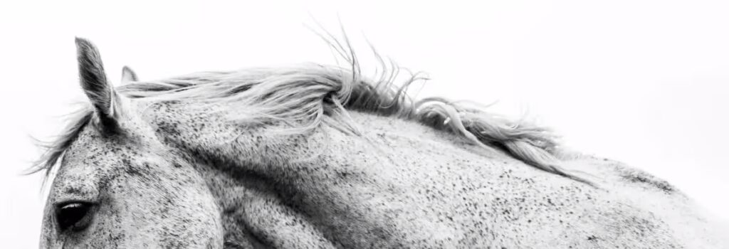 HorseMainPage